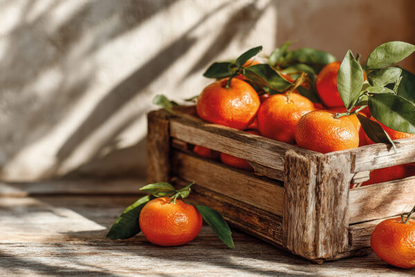 Zur Mandarinenernte nach Dalmatien - In die Stadt Omiš, die sich im Herzen der kroatischen Adria befindet. Nur noch Doppelzimmer frei!
